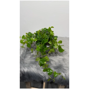 Ficus pumila Green Sunny augi-plants