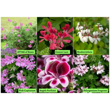 Smaržlapu pelargonijas + citas - 8 gab kaste