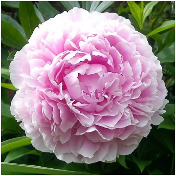 Peonija pienziedu Sarah Bernhardt /Paeonia lactifl