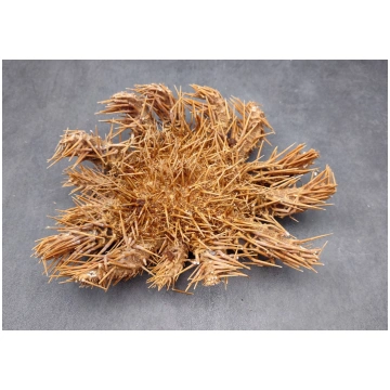 Crown of Thorns Starfish Acanthaster Planci (1 sta
