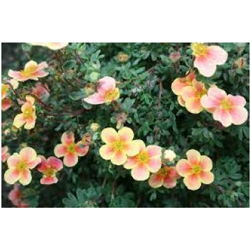 Potentilla fruticosa 'Apricot Whisper' (