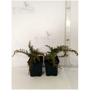 Juniperus Communis ''Green Carpet'&