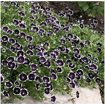 Nemofīla 'Penny Black' (Nemophila menzie