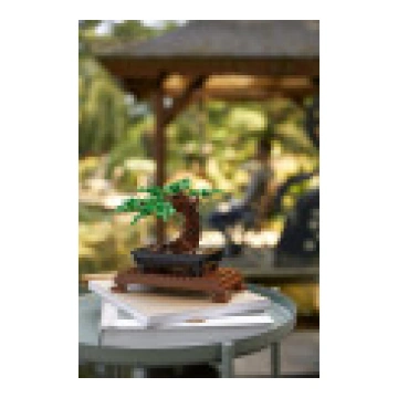 kirschbaum bonsai machen Seedeo® Japanische Blüten- und Zierkirsche (Prunus serulata) Bonsai 25 main image 0
