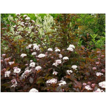Physocarpus opulifolius 'Diable D'or&apo