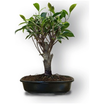Ficus retusa bonsai, Ref. 8076