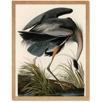 Artery8 Audubon Audubon Putni Great Blue Heron Gle