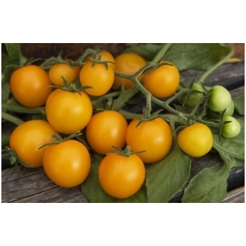 Tomāti Goldwin F1, Agrimatco, 3 sēklas