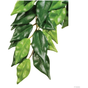 JUNGLE PLANTS - FICUS/SMALL Italian Cresties Shop