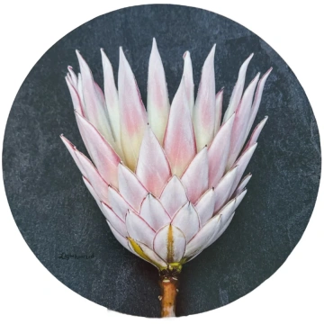 Aria Protea Pot Stand Light Hearted
