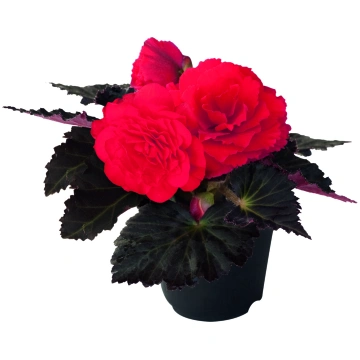 Begonia tuberhybrida Nonstop Mocca Cherry | A.M. o
