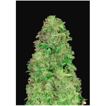 Fast Buds - CBD Auto 20:1 - 10 Semi