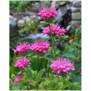 Monarda hybride Marshalls Delight | A.M. ozoli