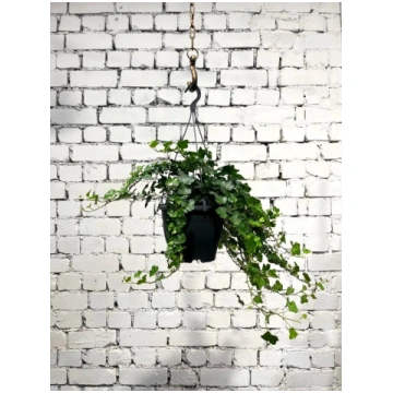 Lietots - Hedera green (augstums - 50 cm, diametrs