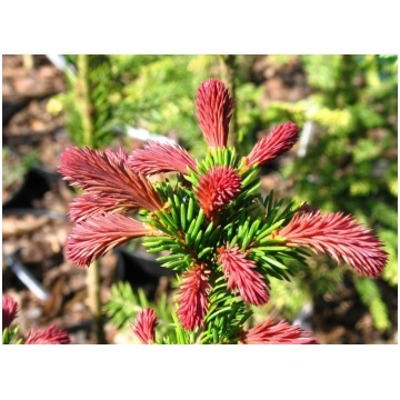 Parastā egle ""Rydal"" 50 cm