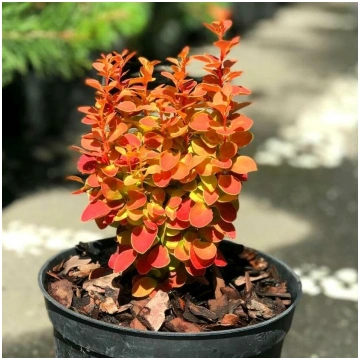 Bārbele "Orange Ice"