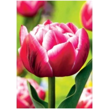 TULPES COLUMBUS BENEX