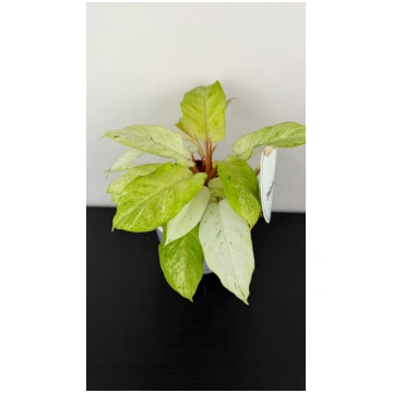 Philodendron Snowdrift Augi-Plants