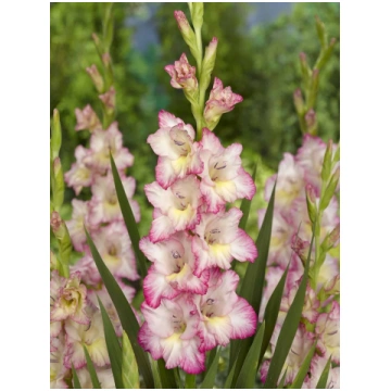 Gladiolus hybrid Priscilla 12-14 | A.M. ozoli