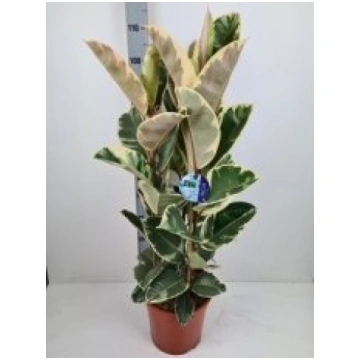 Telpaugi Ficus el. "Tineke"(Fikuss)