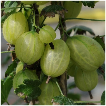 Ērkšķoga "Invicta" /ribes uva-crispa/ - C1 kont