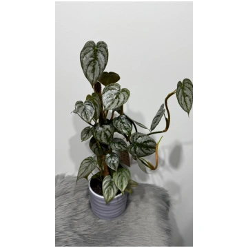 Philodendron Brandtianum Augi-Plants