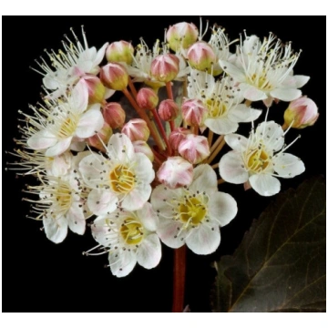 Viburnum opulus 'Red Baron' pods, P9/C1