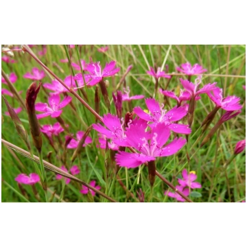Dianthus deltoides 'Pink Carmine' (Dzirk