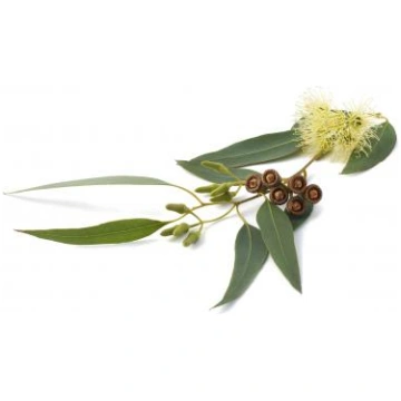Eikalipts Globulus 80/85 (Eucalyptus globulus) ēte