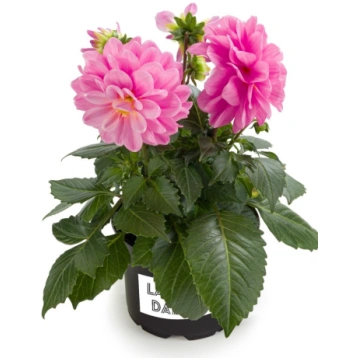 Dahlia hortensis Labella Medio Pink | A.M. ozoli