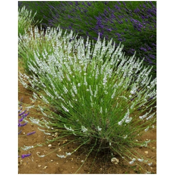 Lavandula intermedia Edelweiss | A.M. ozoli