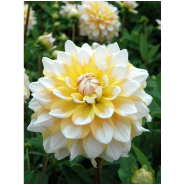 Dahlia hybrid Seattle I | A.M. ozoli
