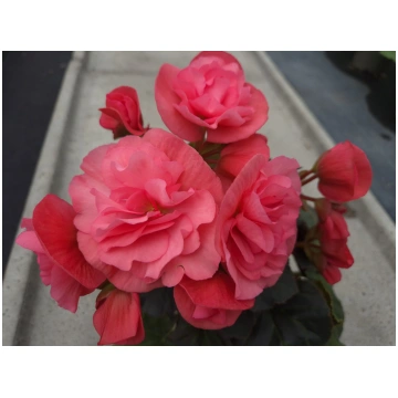Begonia elatior Solenia Dark Pink | A.M. ozoli