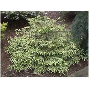 Egle austrumu ""Silver Seedling"" 40-60 cm
