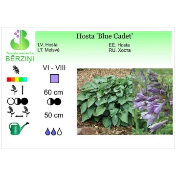 Hosta 'Blue Cadet', Hosta