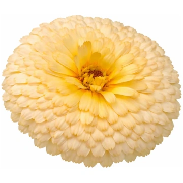 Kliņģerītes ‘Pacific Beauty Apricot’ | Calendula o