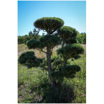 Parastās priedes BONSAI-NIWAKI dižstāds (Nr.4) - u