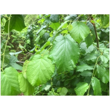 Corylus maxima (Lamberta lazda), konteiners C15, s