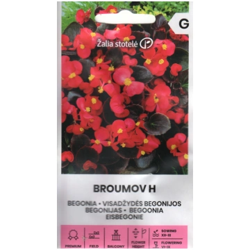 Begonijas - leduspuķes Broumov F1 50 sēklas