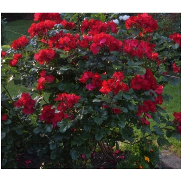 Robusta