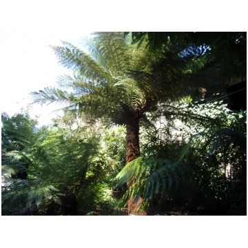 Dicksonia antarctica-Felce arborea Donnadipiante -