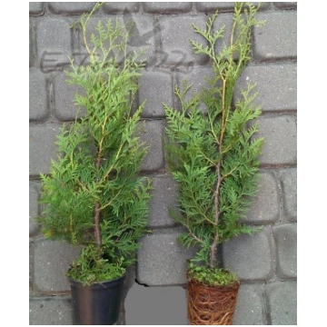 Tuje Brabant Thuja Brabant 40-60cm 1-2L Topf 275 E