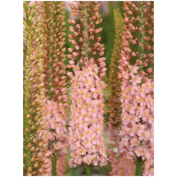 Eremūrs Romance | Eremurus x isabellinus