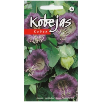 Kobejas violetas 5s