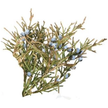 Ciedrs Virdžīnijas (Juniperus mexicana,virginiana)