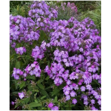 Phlox paniculata JS Queen Paola- skarainais floksi