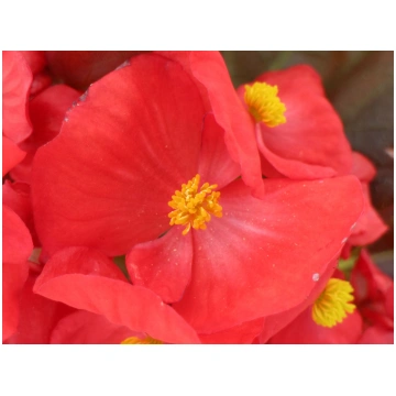 Begonia semperflorens F1 Senator iQ Scarlet | A.M.