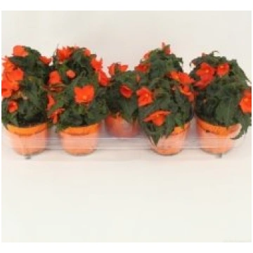 Stādi Begonia Waterfall Dreams Encan(Begonija)