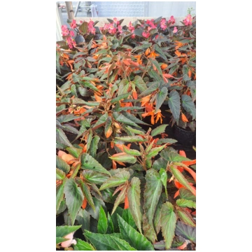 Begonia tuberhybrida - Nokarenā Begonija
