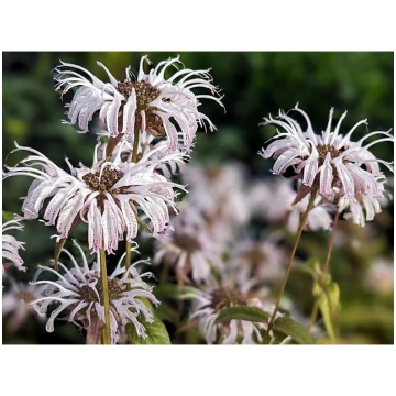 Monarda bradburiana, P11 Monarda